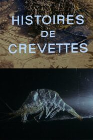 Histoires de crevettes